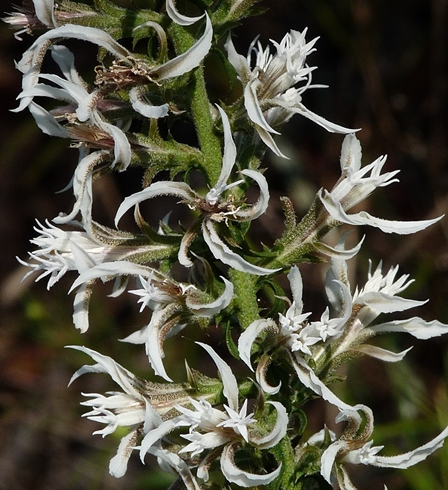{Liatris elegans var. elegans}